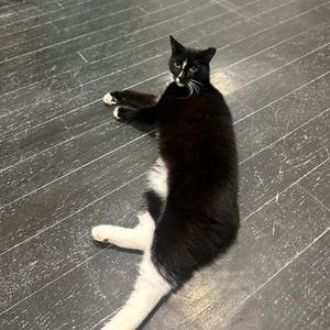 Mr. Nubs, adult, available for adoption