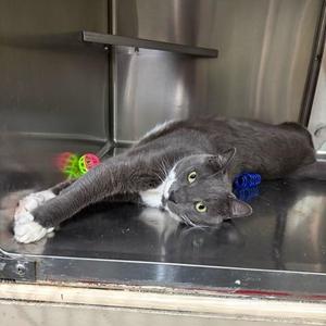 A gray cat lying on its side on a metal surface, with its front legs stretched out and its head turned towards the camera. The cat has green eyes and a white patch on its chest. There are colorful toys in the background.
