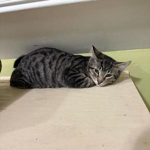 A tabby cat lying on a wooden surface