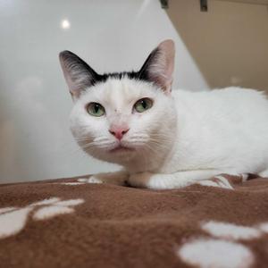 Milkshake, young, available for adoption