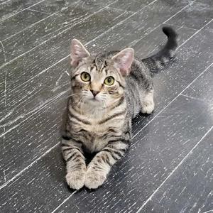 A tabby cat lying on a wooden floor
