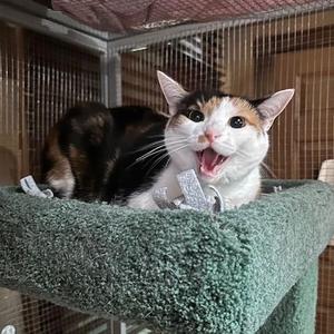 Selena, adult, available for adoption