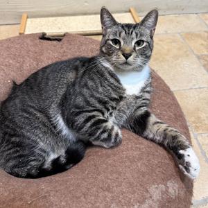 Mello, adult, available for adoption
