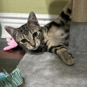 Lea (bonded with Tux), young, available for adoption