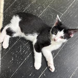 A black and white kitten lying down with its head turned to the right, looking at the camera.