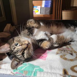 Hazel, adult, available for adoption