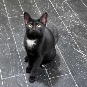 A black cat with a white patch on its chest is sitting on a tiled floor, looking up with wide eyes.