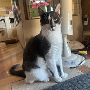 Coco, adult, available for adoption