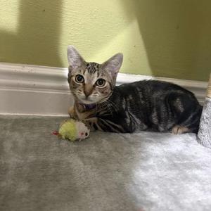 Gigi, kitten, available for adoption