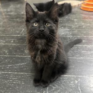A black kitten sitting on a tiled floor, looking directly at the camera with wide eyes.