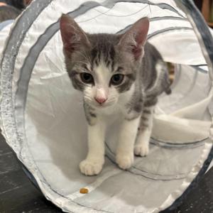 A grey and white kitten walking through a fabric tunnel.