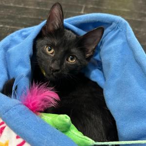 Astrid, kitten, available for adoption