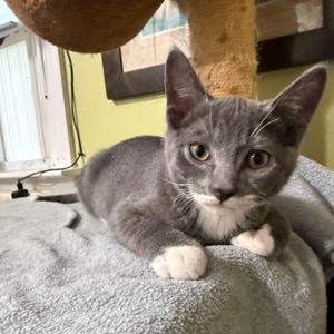 Mittens, kitten, available for adoption