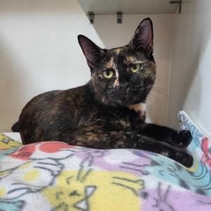 Mimi, young, available for adoption