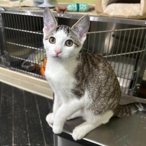 Mulan, kitten, available for adoption