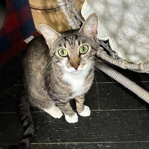 Nala, young, available for adoption