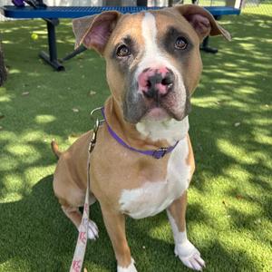 Maria, Mixed Breed (Large), adult, available for adoption