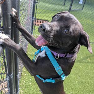 Princess Celestia, Mixed Breed (Large), adult, available for adoption