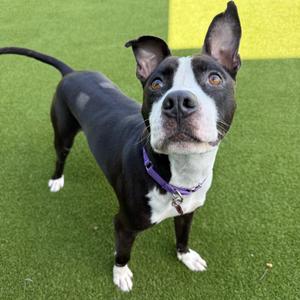 Bubbles, Mixed Breed (Medium), adult, available for adoption