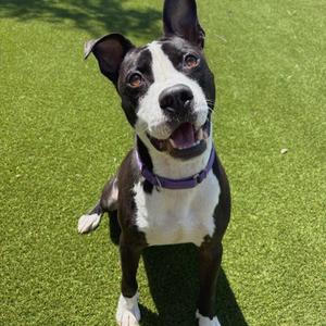 Bubbles, Mixed Breed (Medium), adult, available for adoption