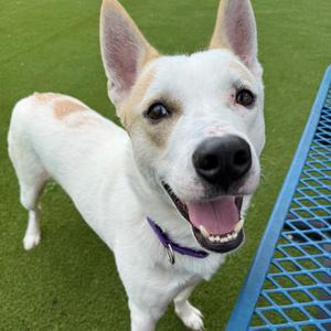 Ghost, Mixed Breed (Medium), adult, available for adoption