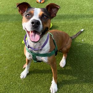 Minnie, Mixed Breed (Medium), adult, available for adoption