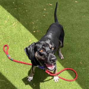 Fennel, Mixed Breed (Medium), adult, available for adoption