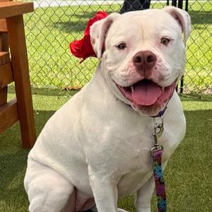 Peppa, Mixed Breed (Large), adult, available for adoption