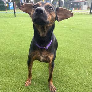 Amazon, Mixed Breed (Medium), adult, available for adoption