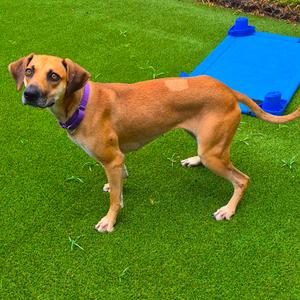 A brown dog with a purple collar standing on green artificial grass, with a blue plastic object in the background.