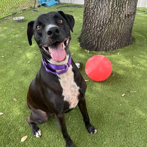 Oscar, Mixed Breed (Large), adult, available for adoption