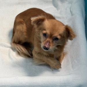 Cheerio, Mixed Breed (Small), adult, available for adoption