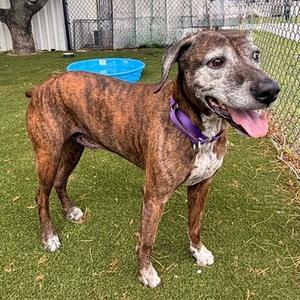 Hopkins, Mixed Breed (Large), senior, available for adoption