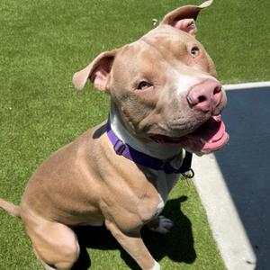 Dozer, Mixed Breed (Large), adult, available for adoption