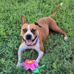 A brown and white dog lying on the grass with a pink flower toy in front of it.