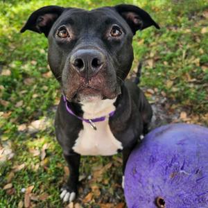 Baby, Mixed Breed (Medium), adult, available for adoption