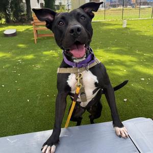 Baby, Mixed Breed (Medium), adult, available for adoption