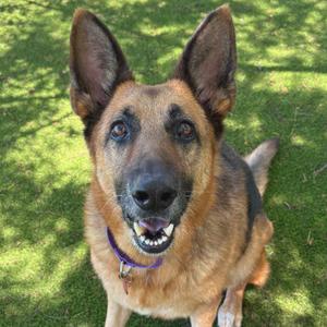 A German Shepherd dog sitting on grass, looking up with its mouth open and tongue out.