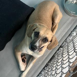 Chai, Mixed Breed (Medium), adult, available for adoption