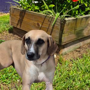 Chai, Mixed Breed (Medium), adult, available for adoption