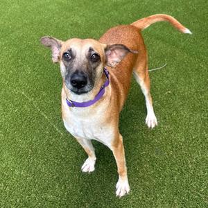 A tan dog with a purple collar standing on artificial grass