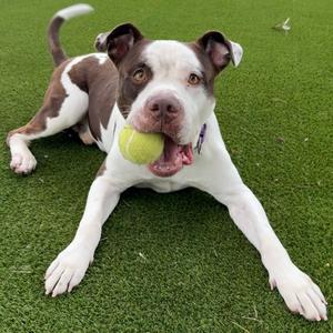 Bentley, Mixed Breed (Medium), senior, available for adoption