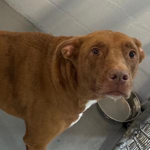 Gigi, Mixed Breed (Large), adult, available for adoption