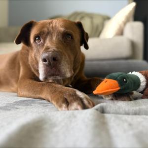 Brownie, Mixed Breed (Large), senior, available for adoption