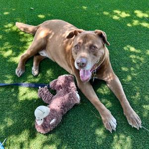 Brownie, Mixed Breed (Large), senior, available for adoption