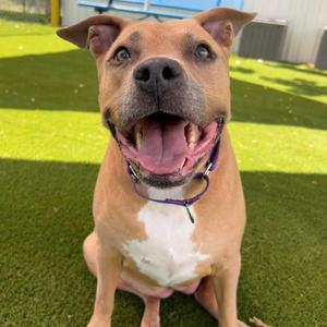 Coco, Mixed Breed (Large), senior, available for adoption