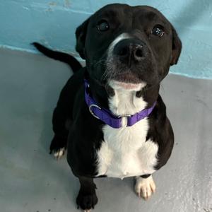 Lexi, Mixed Breed (Medium), adult, available for adoption
