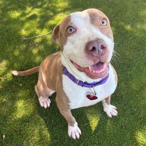 Jinx, Mixed Breed (Medium), adult, available for adoption