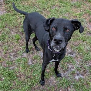 A black dog with floppy ears and a white patch on its chest stands on grass.