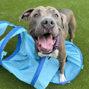 Pancho, Mixed Breed (Large), adult, available for adoption